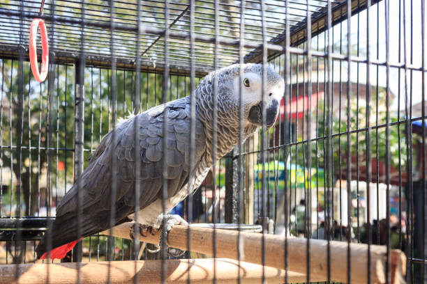 istock Congo African grey parrot is standing on perch in the cage. 1365651729