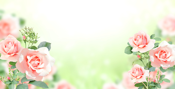 Branch of rose with pink flowers. Horizontal banner with beautiful rose flower on blurred sunny background. Copy space for text. Mock up template