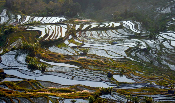 istock Terrazas de arroz de Yuanyang, Yunnan, China 1365653021