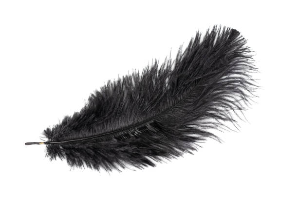 istock a black ostrich feather on a white isolated background 1365653152