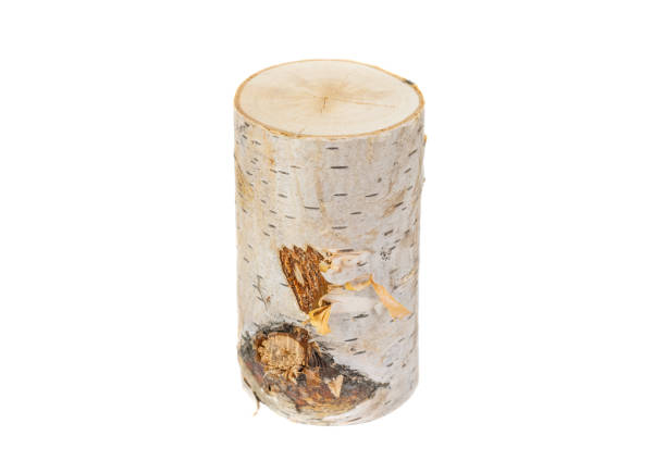 cut birch branch on a white background isolated