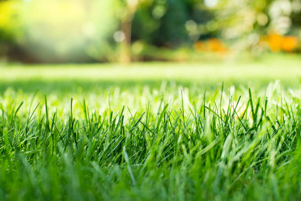 erba verde falciata del cortile sotto gli alberi vista ravvicinata - green grass lawn front or back yard foto e immagini stock
