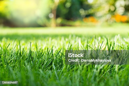 istock Mowed green backyard grass under trees closeup view 1365654687