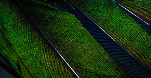istock green feathers of a magpie with visible details 1365654813