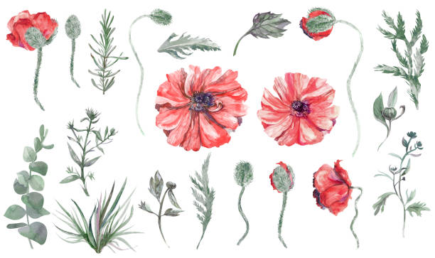istock A set of watercolor elements including Herbs and leaves painted in watercolor 1365657178