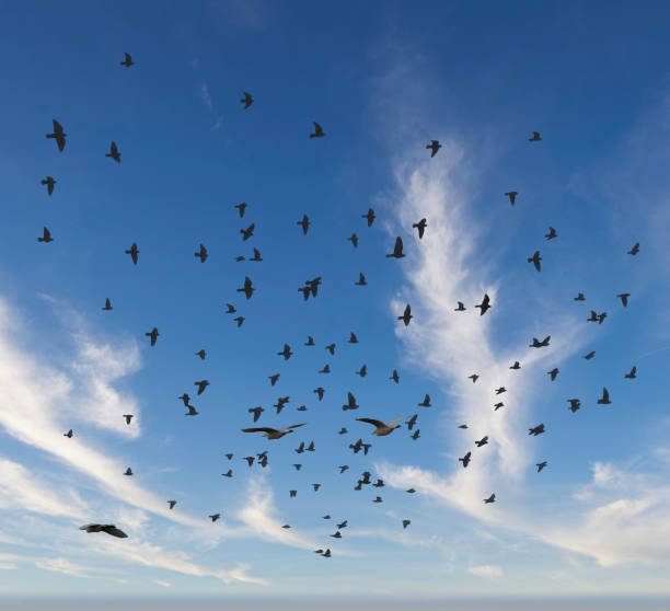 istock detail of egretta garzetta 1365657340