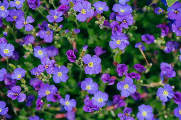 istock Spring purple forget-me-nots flowers 1365657637