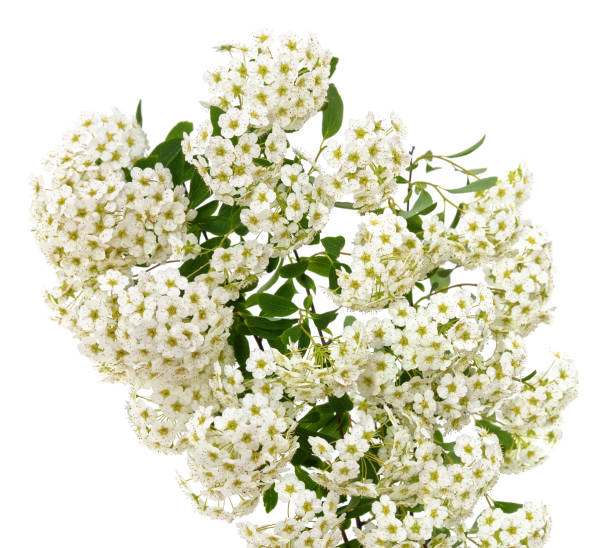 istock Branch of blooming white spirea. 1365660178