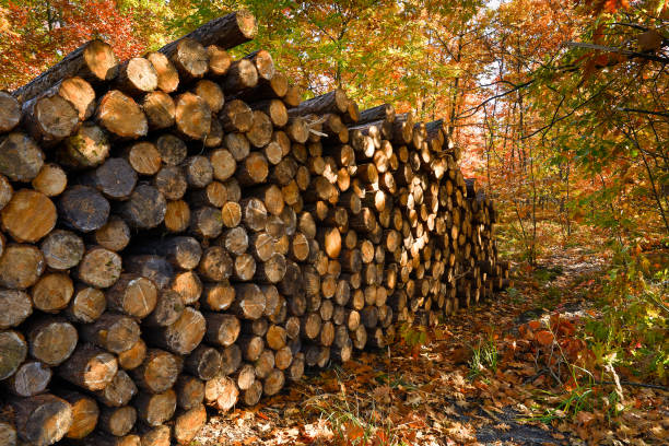 森の中の松の丸太のスタック - treelined single lane road lumber industry footpath ストックフォトと画像