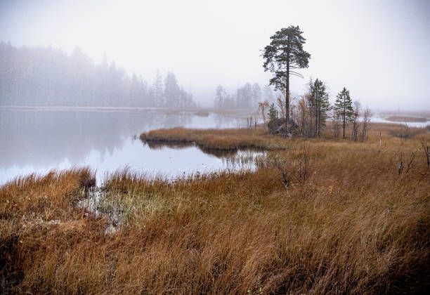 lago en el otoño - norrland fotografías e imágenes de stock