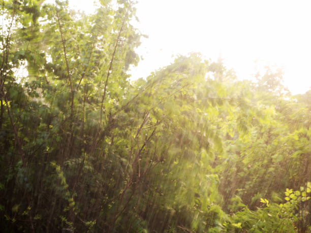 Streams of heavy rain against the backdrop of trees in the rays of the setting sun