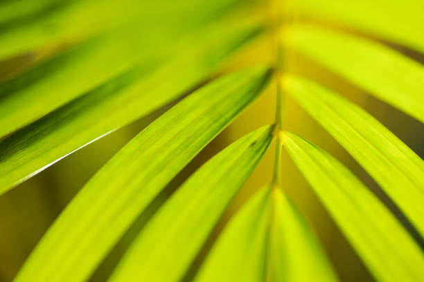 istock Macro of Yellow palm leaf background 1365666536