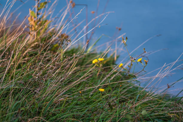 Wildflowers on the sea coast