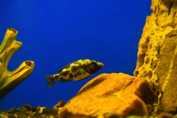 Golden leopard fish in an aquarium on blue background (Haplochromis). Venustus Cichlid Nimbochromis Golden leopard fish in an aquarium on blue background (Haplochromis). Venustus Cichlid Nimbochromis nimbochromis venustus stock pictures, royalty-free photos & images