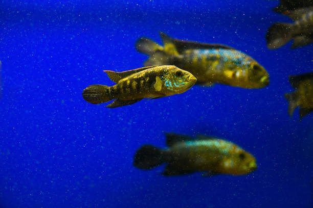 Parachromis dovii in aquarium on a blue background (wolf cichlid)