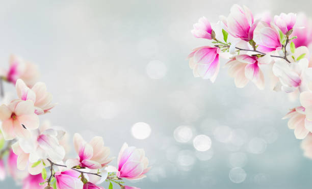 istock Blossoming pink magnolia Flowers 1365667721