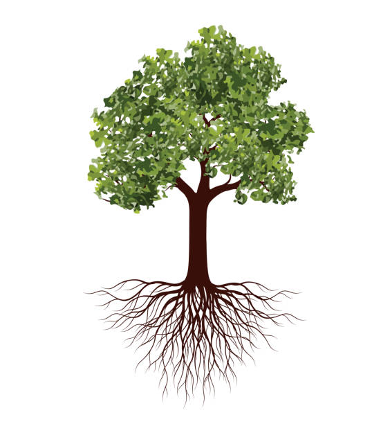 ilustraciones, imágenes clip art, dibujos animados e iconos de stock de arbol verde con raíces. ilustración de contorno vectorial. planta en jardín. - raíz