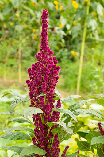 Amaranth or foxtail called.