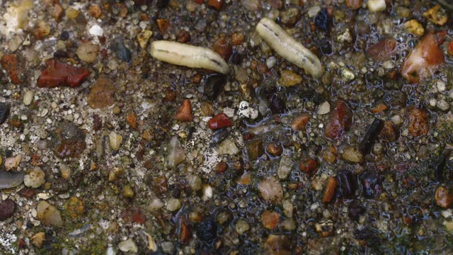 Macro video of maggots