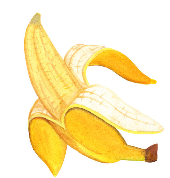 Half peeled banana isolated on white background. Watercolor tropical fruit in side view. Bright yellow banana with open peel and sweet flesh