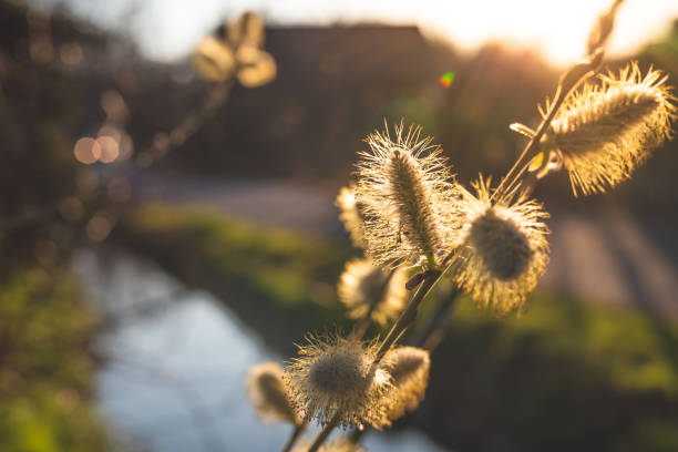 close-up of a blooming palm branch backlit by the setting sun. the many pistils are brightly lit by the sun - sky brightly lit branch bud imagens e fotografias de stock