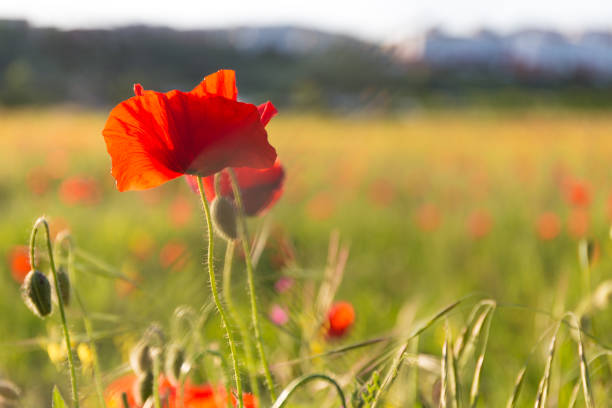 Field of grass and red poppies, spring concept