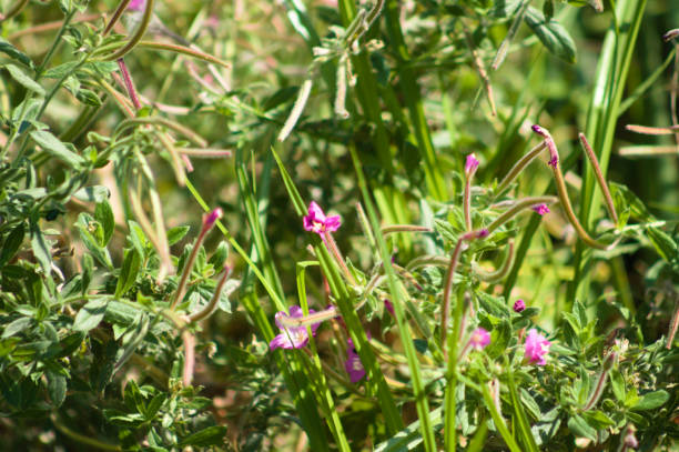istock Hairy willowherb in bloom closeup view with selective focus on foreground 1365673896