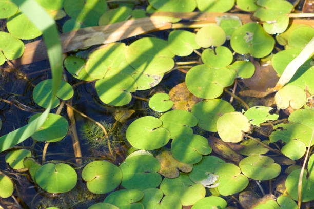 istock European frog's bit leaves closeup view with selective focus on foreground 1365673982