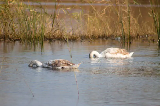 Photo of Two swans with head under water searching closeup and blurred reed on background