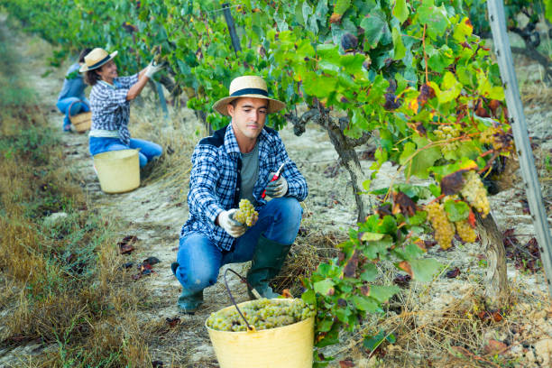 istock Young man picking ripe white grapes in vineyard 1365675164