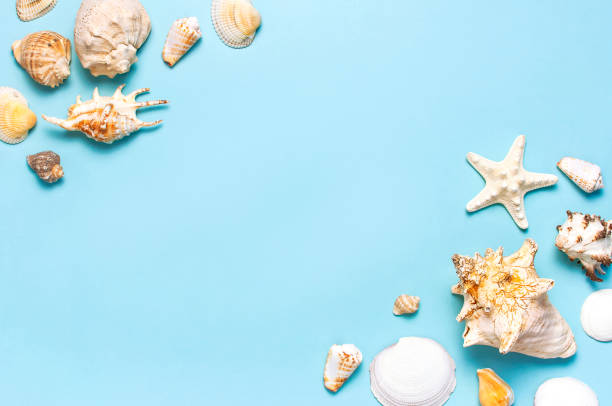 istock Summer concept, marine background. Different seashells and starfish on pastel blue background. Top view, flat lay, copy space. Sea summer vacation background. Travel, marine souvenir 1365676079