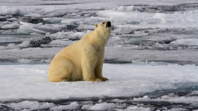 Polar bear Sitting on Snowy sea ice in Arctic sea