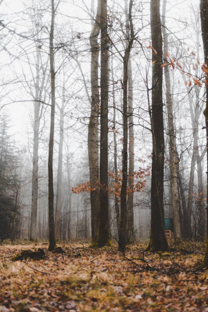 istock forest in the fog 1365677539
