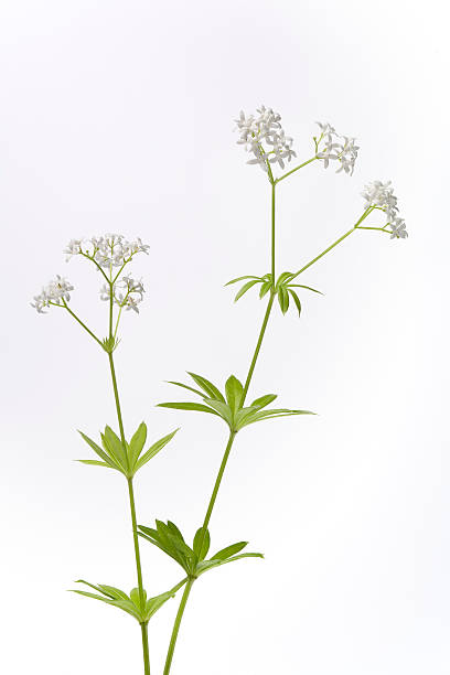 istock Flowering woodruff on white background 136567828