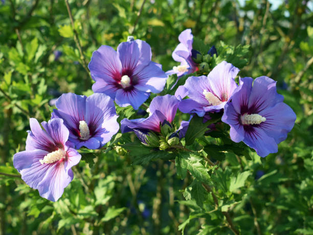 wunderschön blühender hibiskus syriacus 'blauer vogel' mit
attraktive blumen - 2277 stock-fotos und bilder