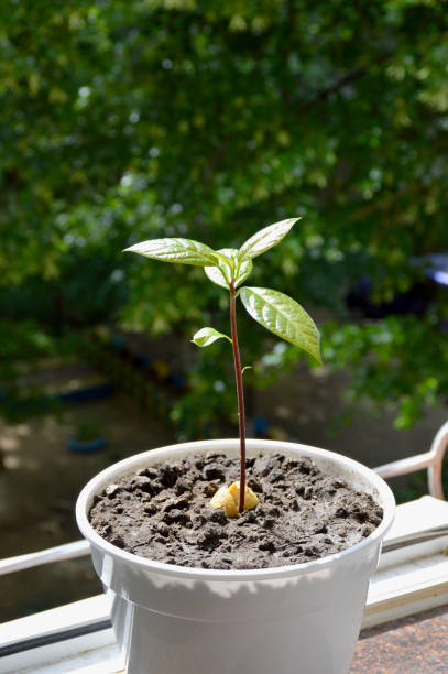 a small avocado seedling grows in a flower pot. the concept of growing trees and improving the ecology