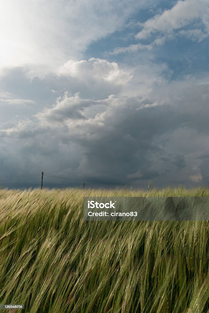 Champ de blé dans une tempête - Photo de Ferme - Aménagement de l'espace libre de droits