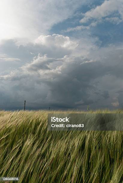 Photo libre de droit de Champ De Blé Dans Une Tempête banque d'images et plus d'images libres de droit de Ferme - Aménagement de l'espace - Ferme - Aménagement de l'espace, Tempête, Orage