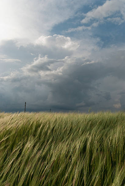 grano campo contro una tempesta - storm wheat storm cloud rain foto e immagini stock