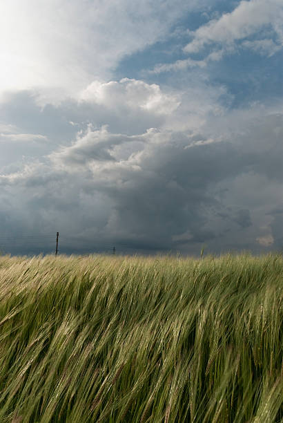 pole pszenicy przed burza - storm wheat storm cloud rain zdjęcia i obrazy z banku zdjęć