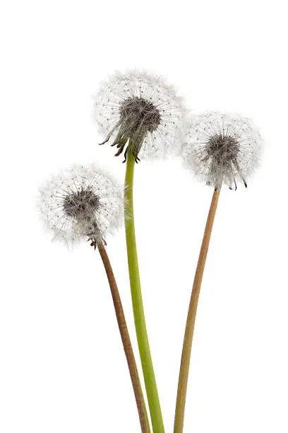 Dandelions seedheads on white background