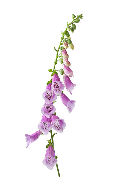 istock Purple flowering foxglove 136568112