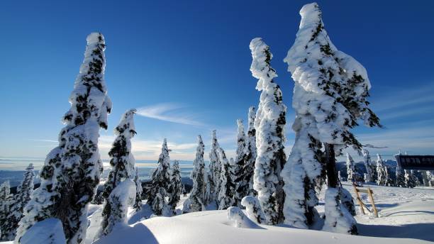 istock Snowcapped pine trees on the snowcapped Seymour mountain 1365681694