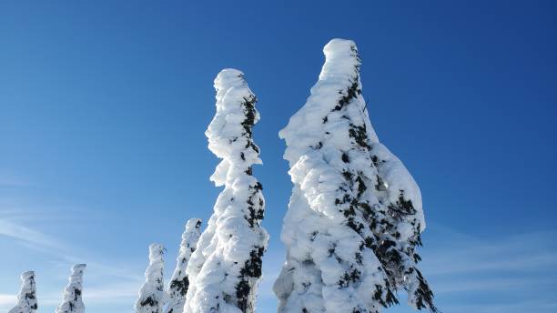 istock Snowcapped pine trees on the snowcapped Seymour mountain 1365681762