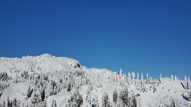 istock Snowcapped mountain and pine trees on a ski resort 1365681774