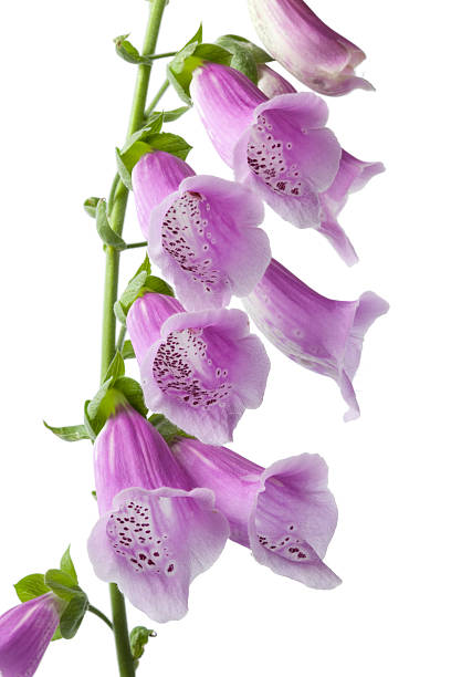 istock Purple flowering foxglove 136568212