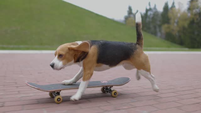 40+ Free Funny Dog & Dog Videos, HD & 4K Clips - Pixabay