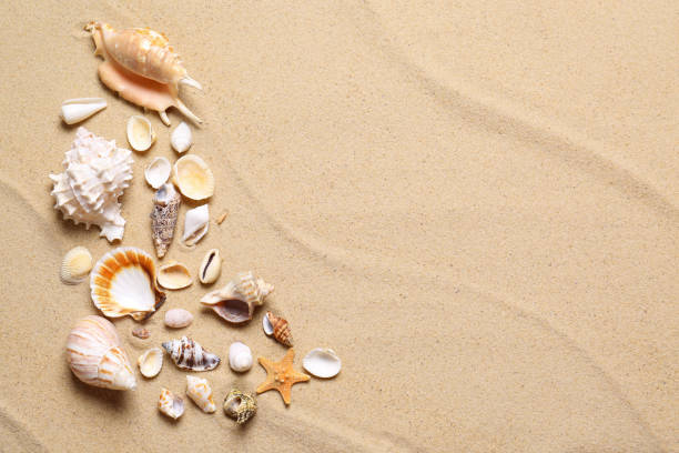 istock Beautiful seashells and starfish on beach sand, flat lay with space for text. Summer vacation 1365684588