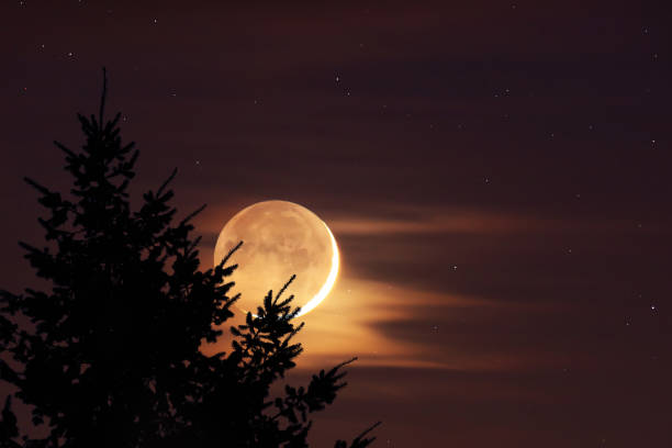 istock Tree silhouettes, stars and Moon on a vivid sky. 1365684997