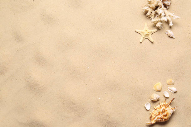 istock Flat lay composition with seashells on sand beach, space for text. Summer vacation 1365685012